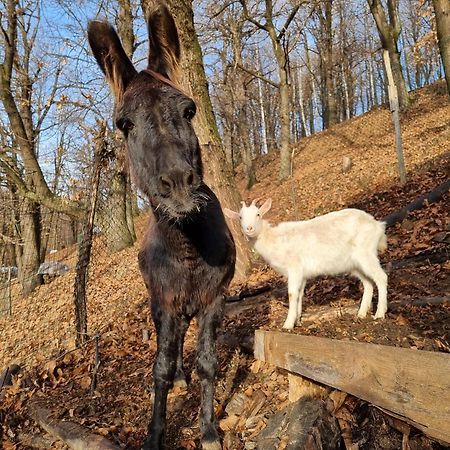 Iduevagamondi - Ospitalita Rurale Famigliare Di Montagna Acomodação com café da manhã Chiusa di Pesio Exterior foto