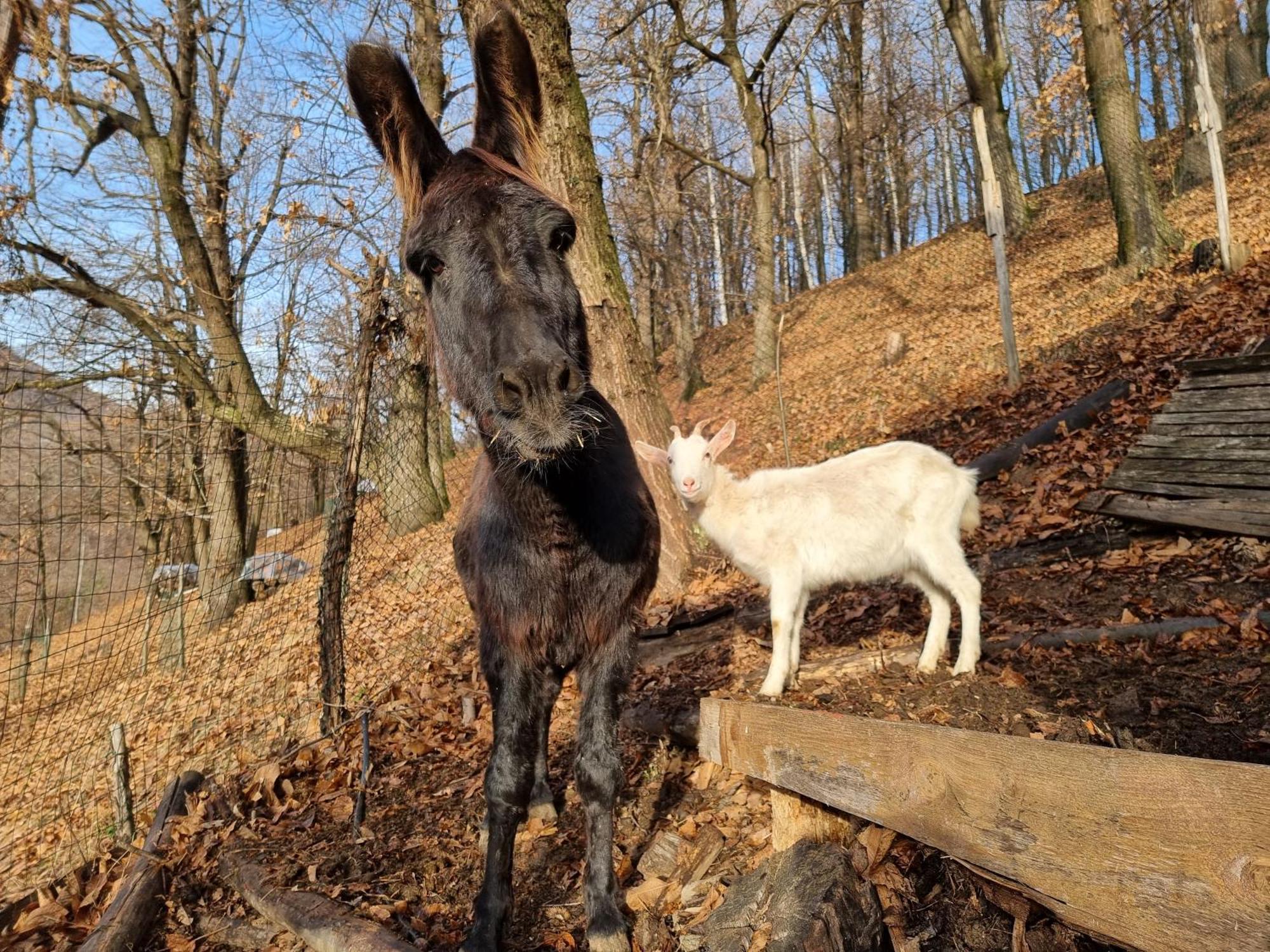 Iduevagamondi - Ospitalita Rurale Famigliare Di Montagna Acomodação com café da manhã Chiusa di Pesio Exterior foto